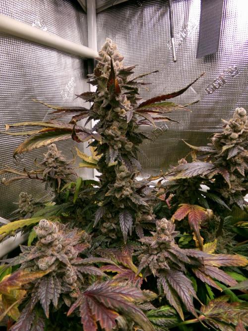 Biscotti Gelato (GDG 24 #1). Week 18