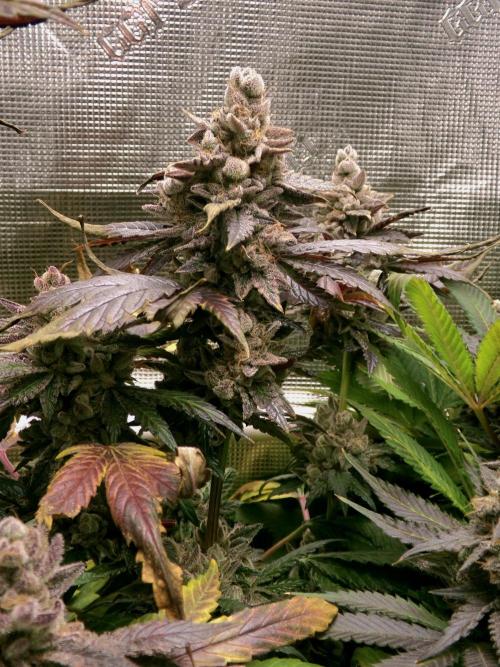 Biscotti Gelato (GDG 24 #1). Week 18