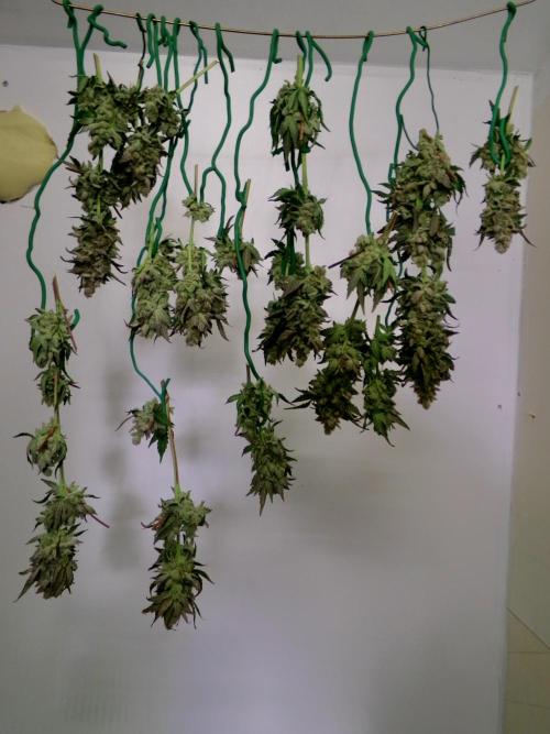 Biscotti Gelato (GDG 24 #1). Week 18 - Day 121 top part of the plant.
