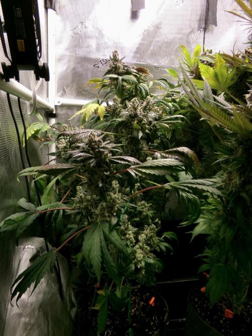 Biscotti Gelato (GDG 24 #1). Week 18 - Day 121 the bottom half has longer to go.
