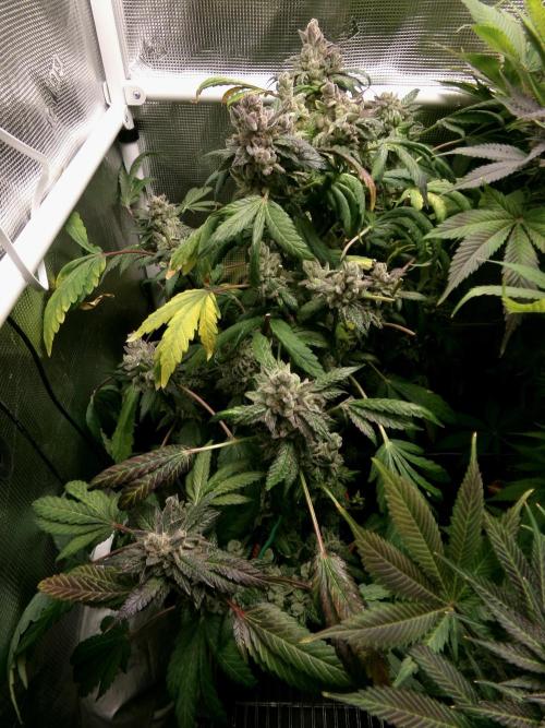 Biscotti Gelato (GDG 24 #1). Week 18