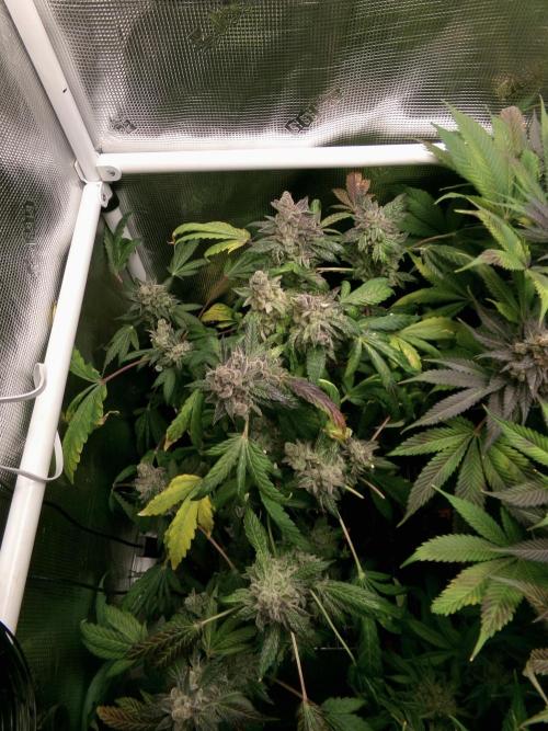 Biscotti Gelato (GDG 24 #1). Week 18