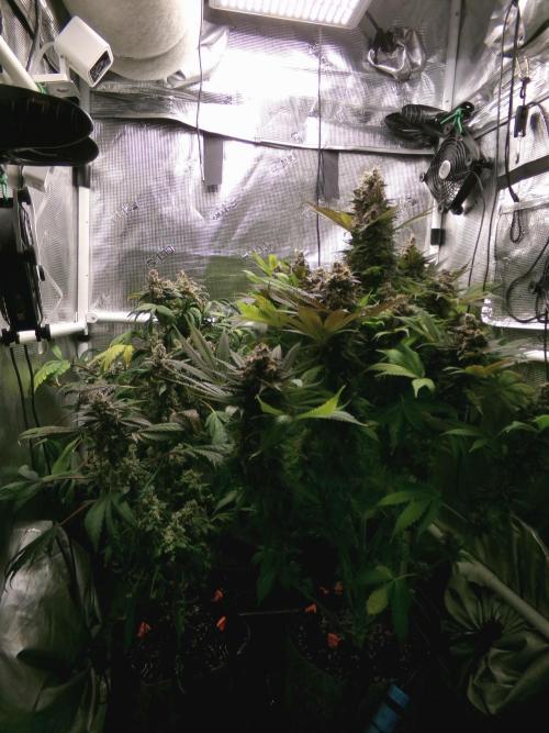 Biscotti Gelato (GDG 24 #1). Week 18