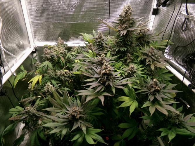 Biscotti Gelato (GDG 24 #1). Week 18