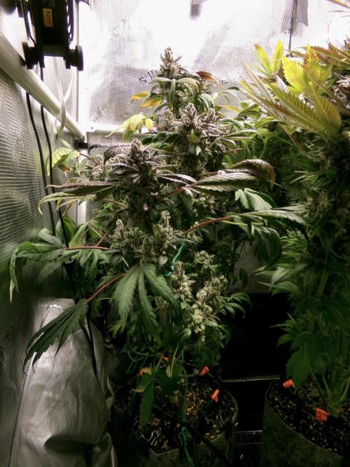 Biscotti Gelato (GDG 24 #1). Week 18 - Day 124