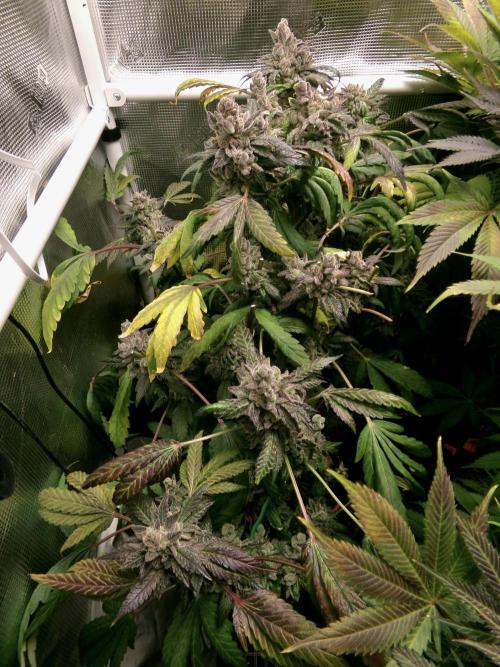 Biscotti Gelato (GDG 24 #1). Week 18