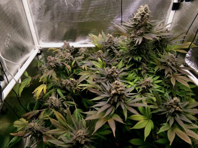 Biscotti Gelato (GDG 24 #1). Week 18