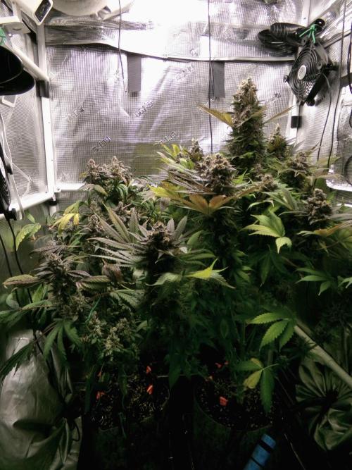 Biscotti Gelato (GDG 24 #1). Week 18