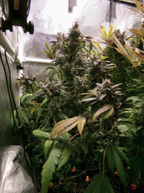 Biscotti Gelato (GDG 24 #1). Week 18 - Day 126