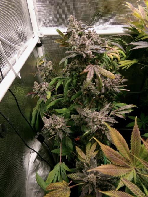 Biscotti Gelato (GDG 24 #1). Week 18