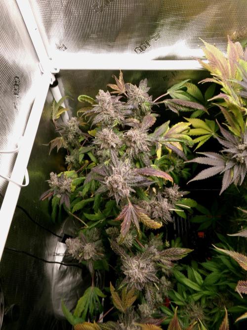 Biscotti Gelato (GDG 24 #1). Week 18
