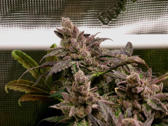 Biscotti Gelato (GDG 24 #1). Week 18