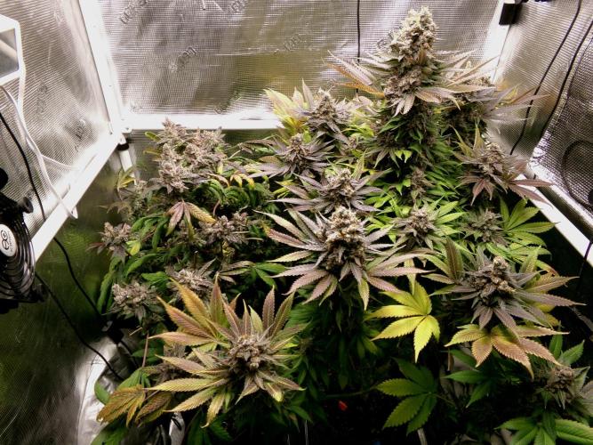 Biscotti Gelato (GDG 24 #1). Week 18