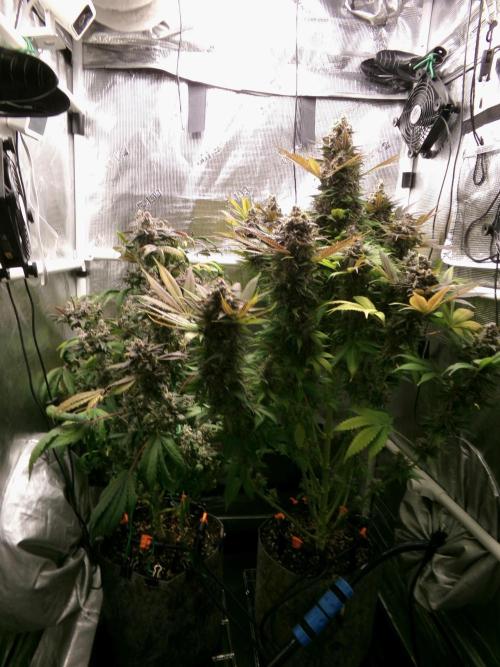 Biscotti Gelato (GDG 24 #1). Week 18