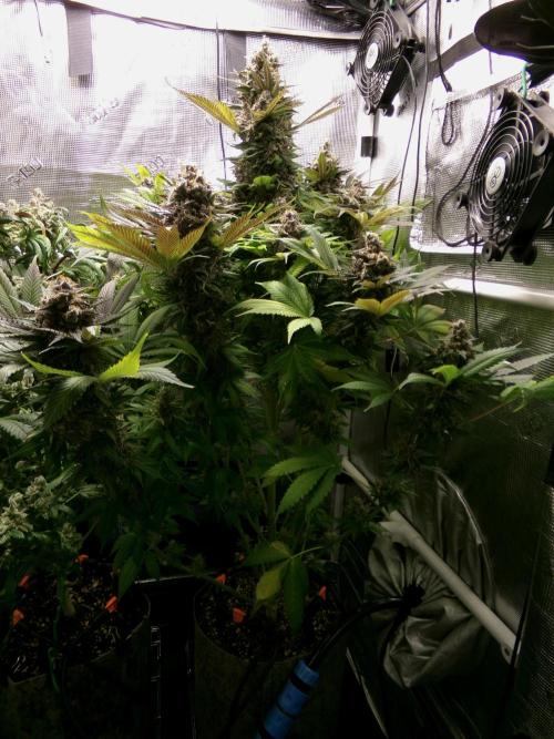 Gelato (GDG24 #2). Week 17 - Day 114