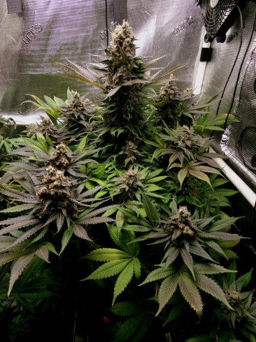 Gelato (GDG24 #2). Week 17