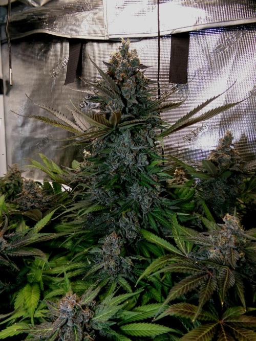 Gelato (GDG24 #2). Week 17