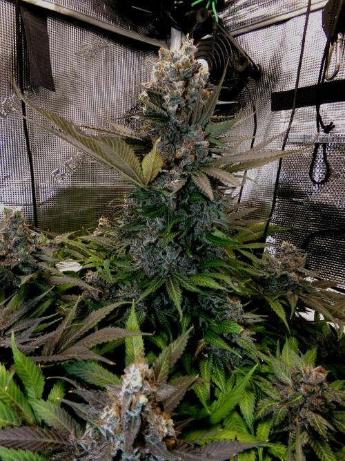 Gelato (GDG24 #2). Week 17