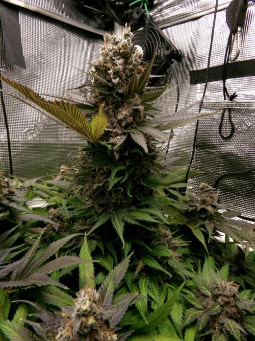 Gelato (GDG24 #2). Week 17