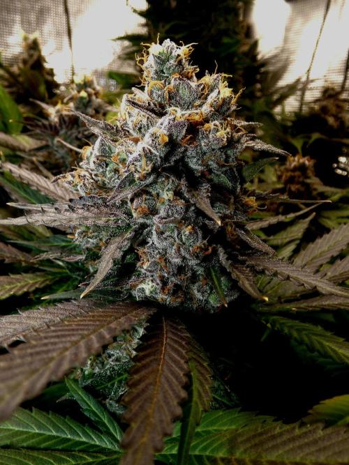 Gelato (GDG24 #2). Week 17