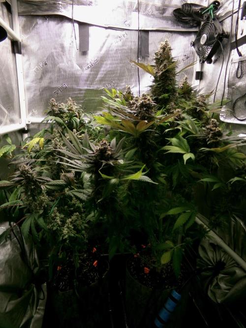Gelato (GDG24 #2). Week 17