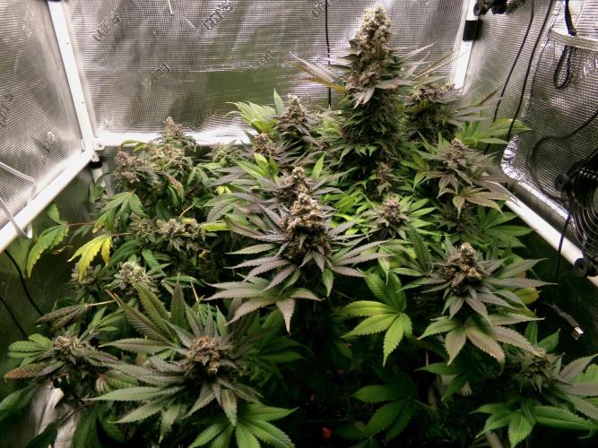 Gelato (GDG24 #2). Week 17