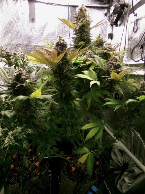 Gelato (GDG24 #2). Week 17 - Day 117