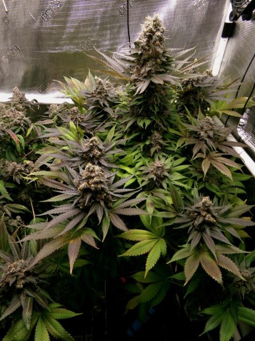 Gelato (GDG24 #2). Week 17
