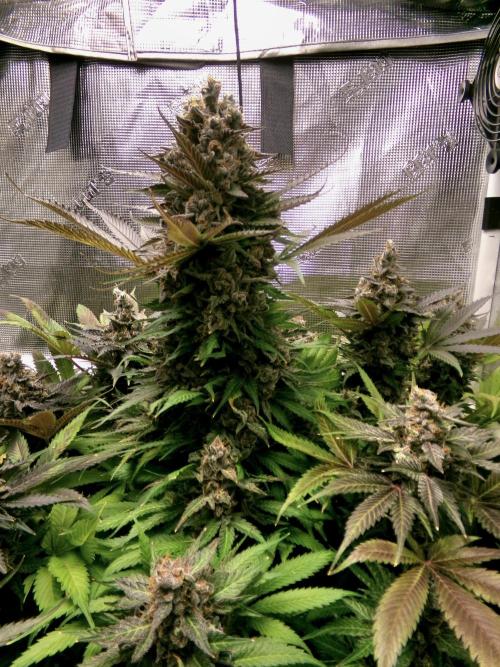Gelato (GDG24 #2). Week 17