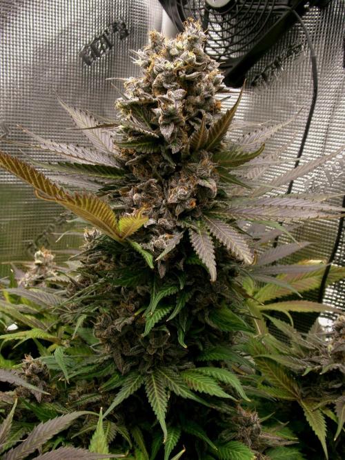 Gelato (GDG24 #2). Week 17