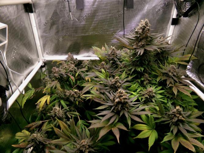 Gelato (GDG24 #2). Week 17