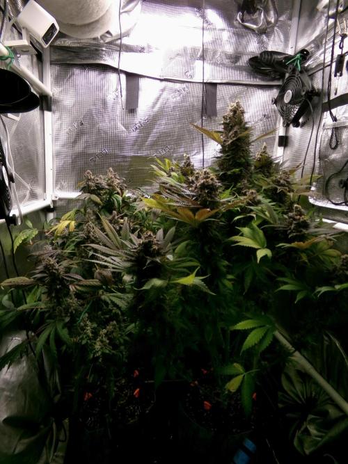 Gelato (GDG24 #2). Week 17