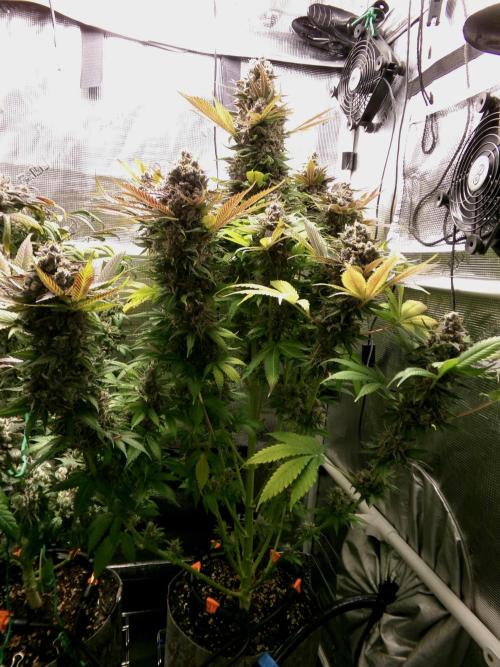 Gelato (GDG24 #2). Week 17 - Day 119