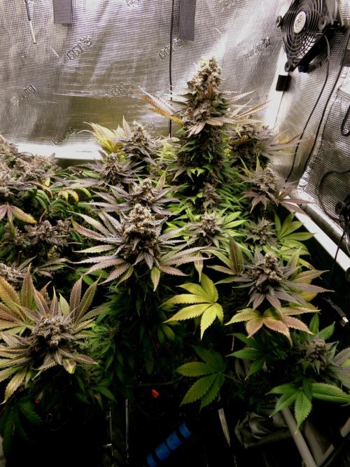 Gelato (GDG24 #2). Week 17