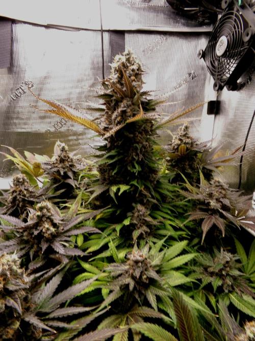Gelato (GDG24 #2). Week 17