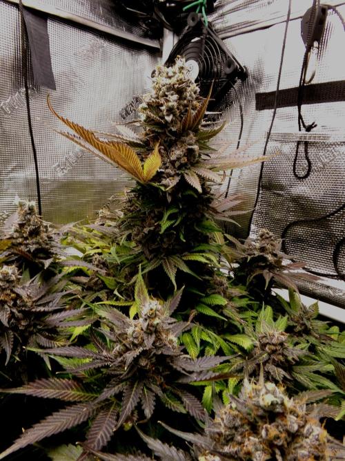Gelato (GDG24 #2). Week 17