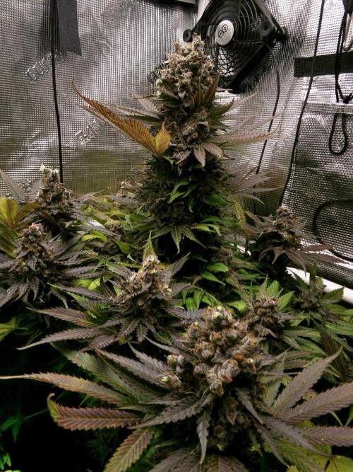 Gelato (GDG24 #2). Week 17