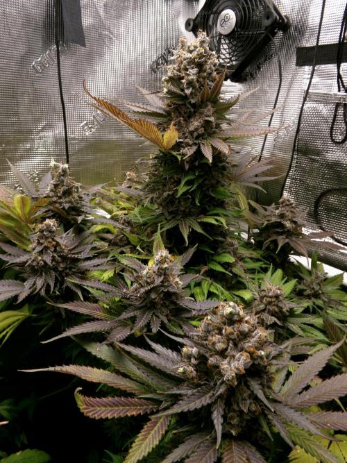 Gelato (GDG24 #2). Week 17