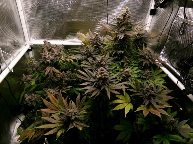 Gelato (GDG24 #2). Week 17
