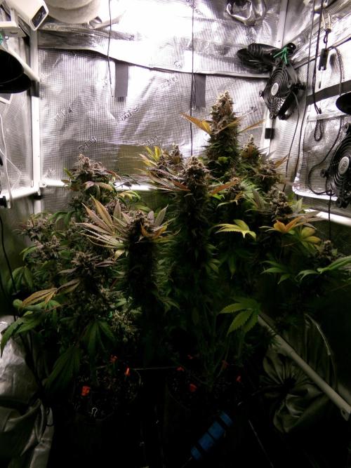 Gelato (GDG24 #2). Week 17