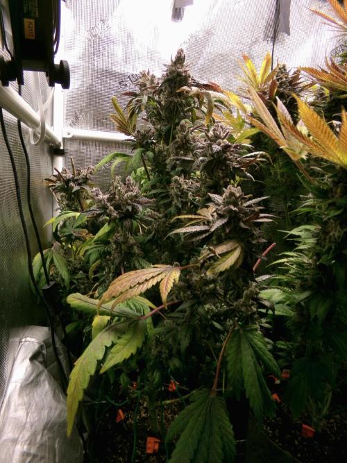 Biscotti Gelato (GDG 24 #1). Week 19 - Day 128