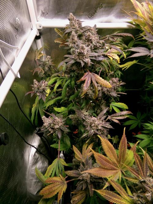 Biscotti Gelato (GDG 24 #1). Week 19