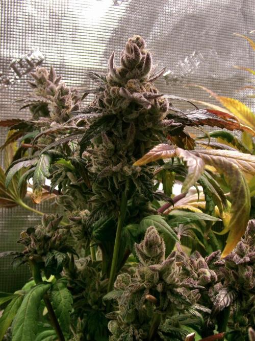 Biscotti Gelato (GDG 24 #1). Week 19