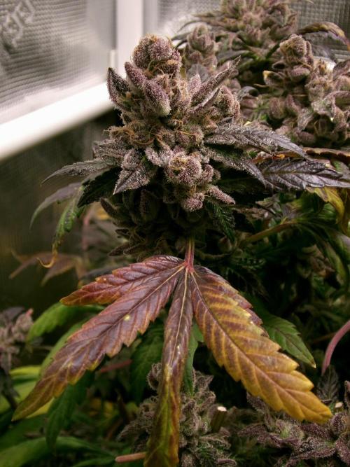 Biscotti Gelato (GDG 24 #1). Week 19