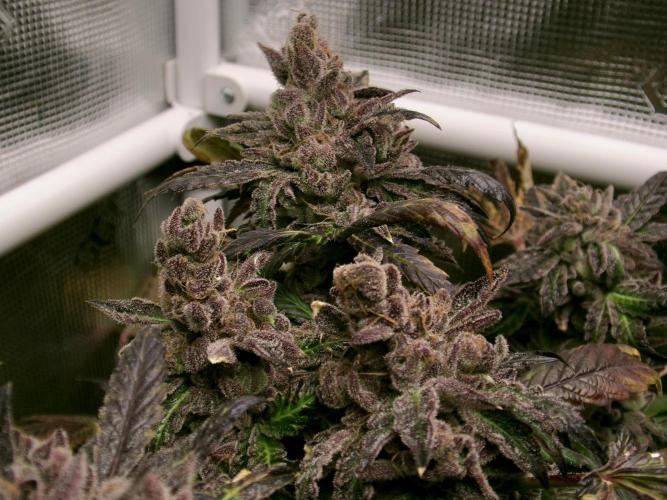 Biscotti Gelato (GDG 24 #1). Week 19
