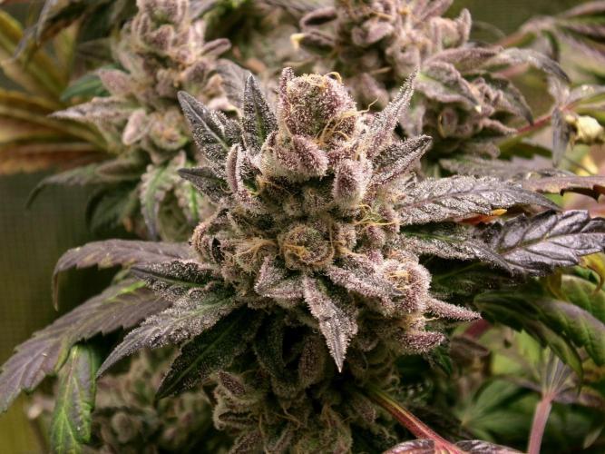 Biscotti Gelato (GDG 24 #1). Week 19