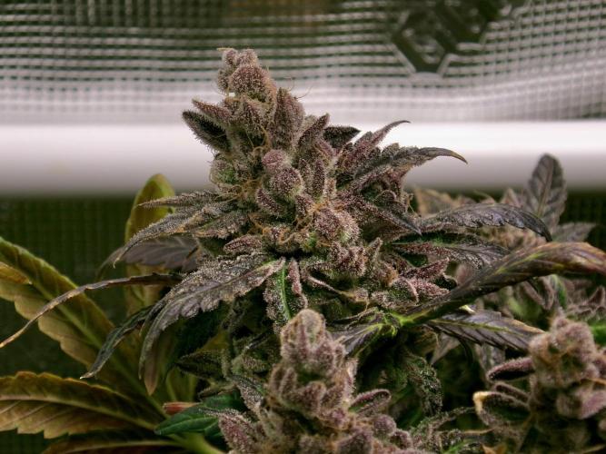 Biscotti Gelato (GDG 24 #1). Week 19
