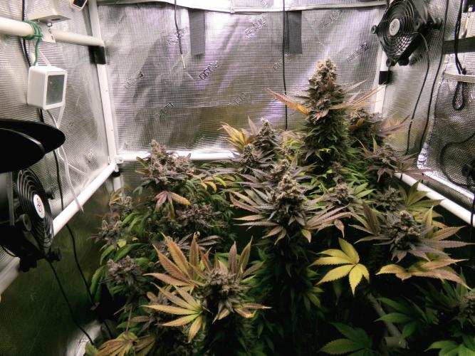Biscotti Gelato (GDG 24 #1). Week 19