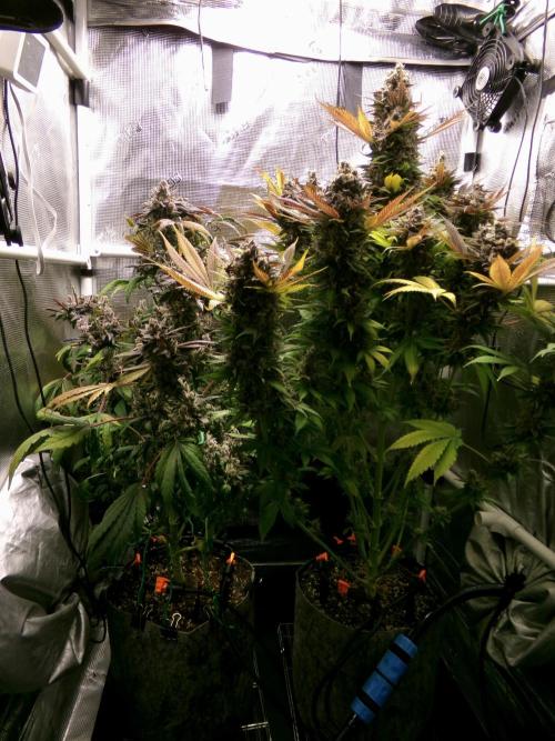 Biscotti Gelato (GDG 24 #1). Week 19