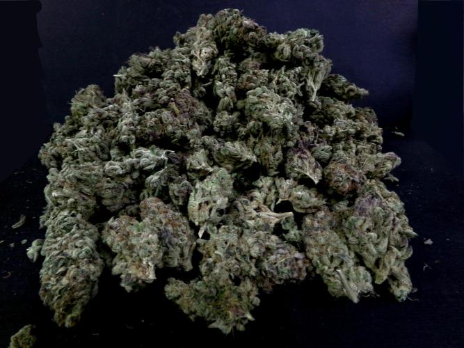 Biscotti Gelato (GDG 24 #1). Week 19 - Dried and cured.